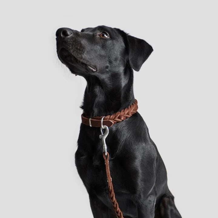 CLOUD7_ Ein schwarzer Hund mit kurzem Fell und einem braunen, geflochtenen Lederhalsband sowie einer Leine sitzt vor einem schlichten grauen Hintergrund und blickt nach oben.
