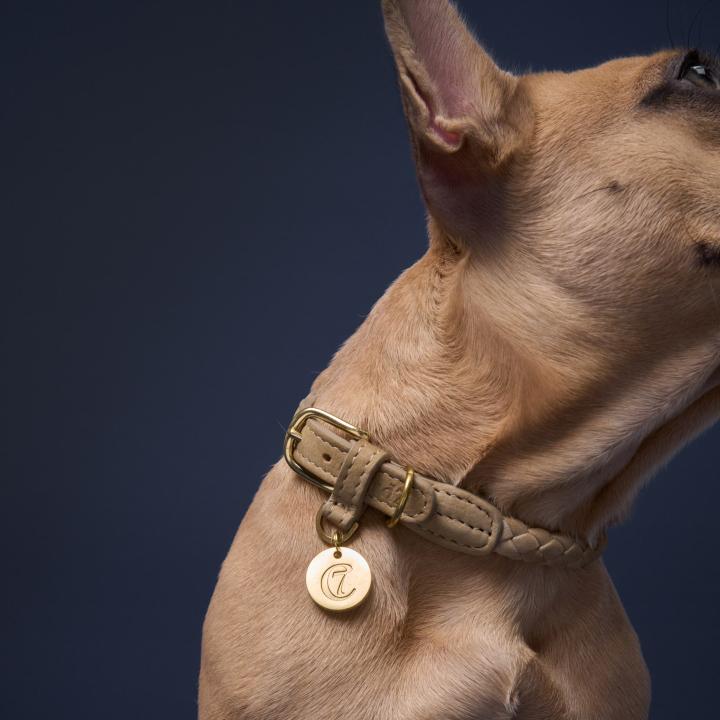 CLOUD7_ Eine Nahaufnahme eines hellbraunen Hundes, der ein strukturiertes, beiges Halsband mit einer runden, goldenen Marke trägt. Das Gesicht des Hundes ist größtenteils außerhalb des Bildausschnitts; vor einem dunklen Hintergrund sind lediglich ein Teil seines Ohrs, sein Hals und seine Schulter zu sehen.