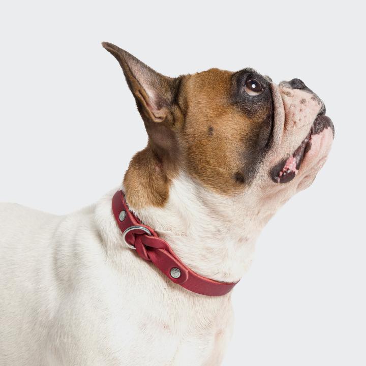 CLOUD7_ Eine braun-weiße Französische Bulldogge mit einem roten Halsband blickt vor einem schlichten weißen Hintergrund nach rechts hinauf.