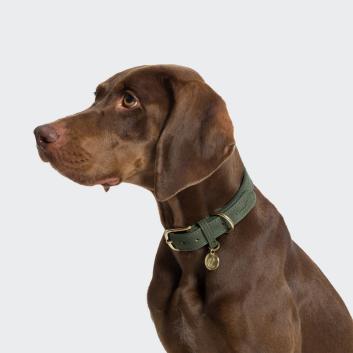 CLOUD7_ Ein brauner Hund mit kurzem Fell und einem grünen Halsband sitzt mit dem Blick nach links vor einem schlichten hellgrauen Hintergrund.