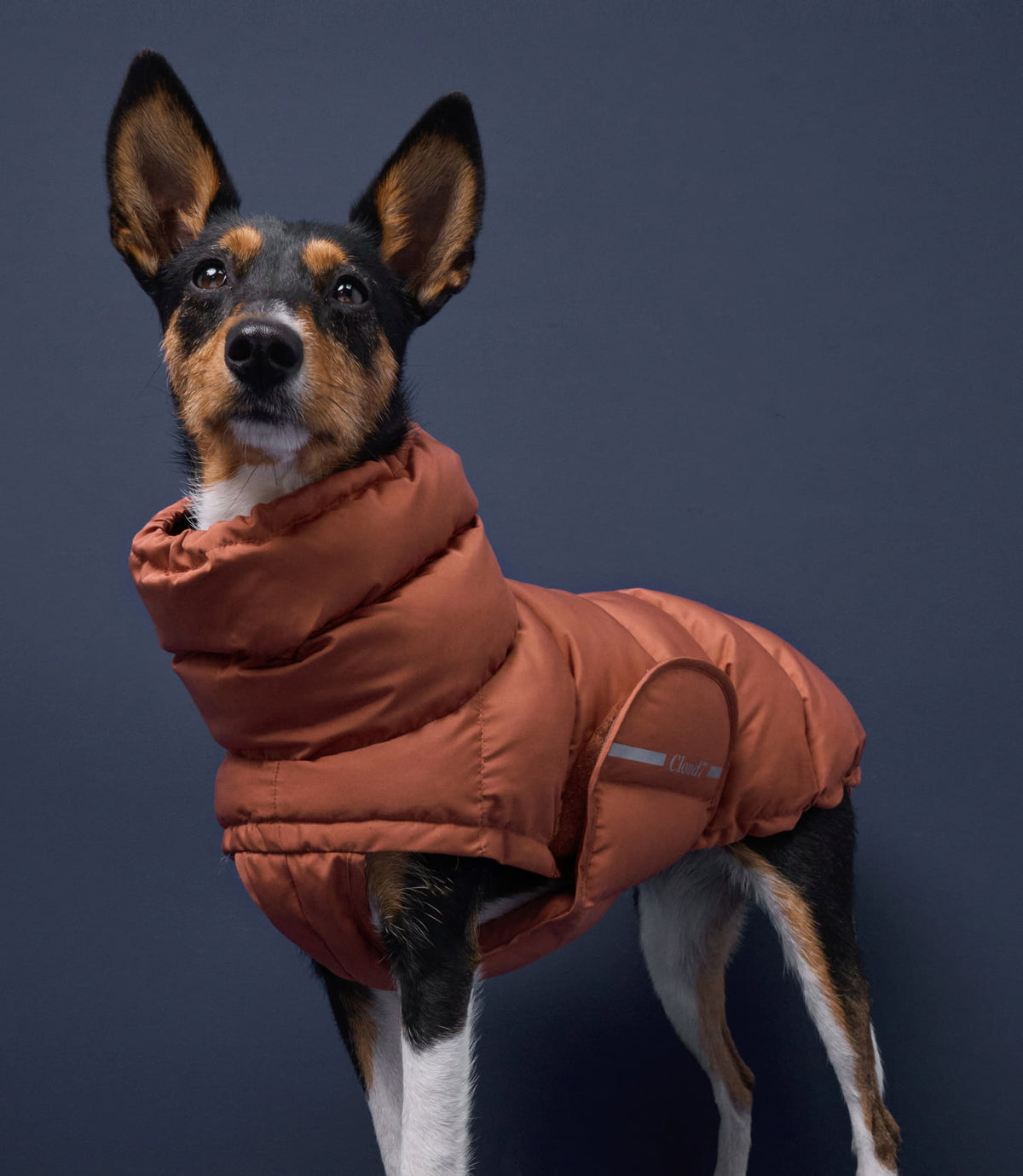 CLOUD7_ Ein schwarzer, weißer und brauner Hund, der eine bauschige, rostfarbene Jacke trägt, steht vor einem dunkelblauen Hintergrund und blickt leicht nach oben.