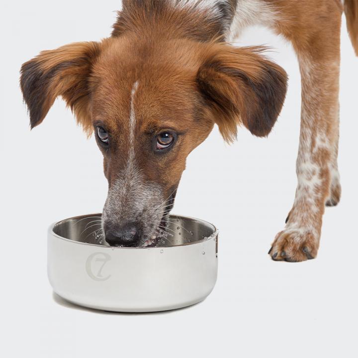 CLOUD7_ Ein braun-weißer Hund mit Hängeohren trinkt Wasser aus einer silbernen Metallschüssel vor einem schlichten weißen Hintergrund.