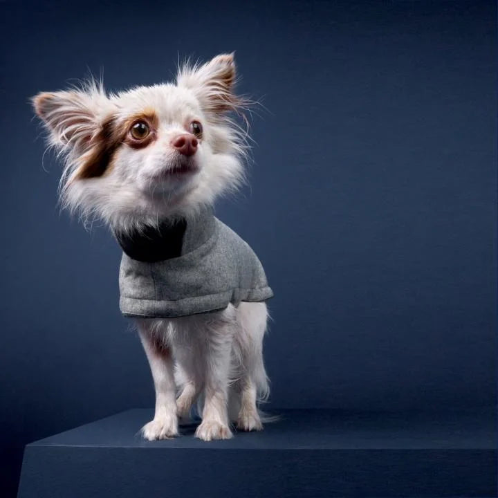 CLOUD7_ Ein kleiner, langhaariger Hund, der einen grauen Pullover trägt, steht auf einer blauen Plattform vor einem dunkelblauen Hintergrund und blickt mit aufmerksamen Ohren und ausdrucksstarken Augen leicht nach oben.