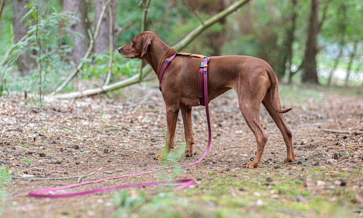 CLOUD7_ Ein brauner Hund mit einem roten Geschirr steht aufmerksam auf einem Waldweg, während eine lange rote Leine über den Boden schleift. Im Hintergrund sind Bäume und Grün zu sehen.