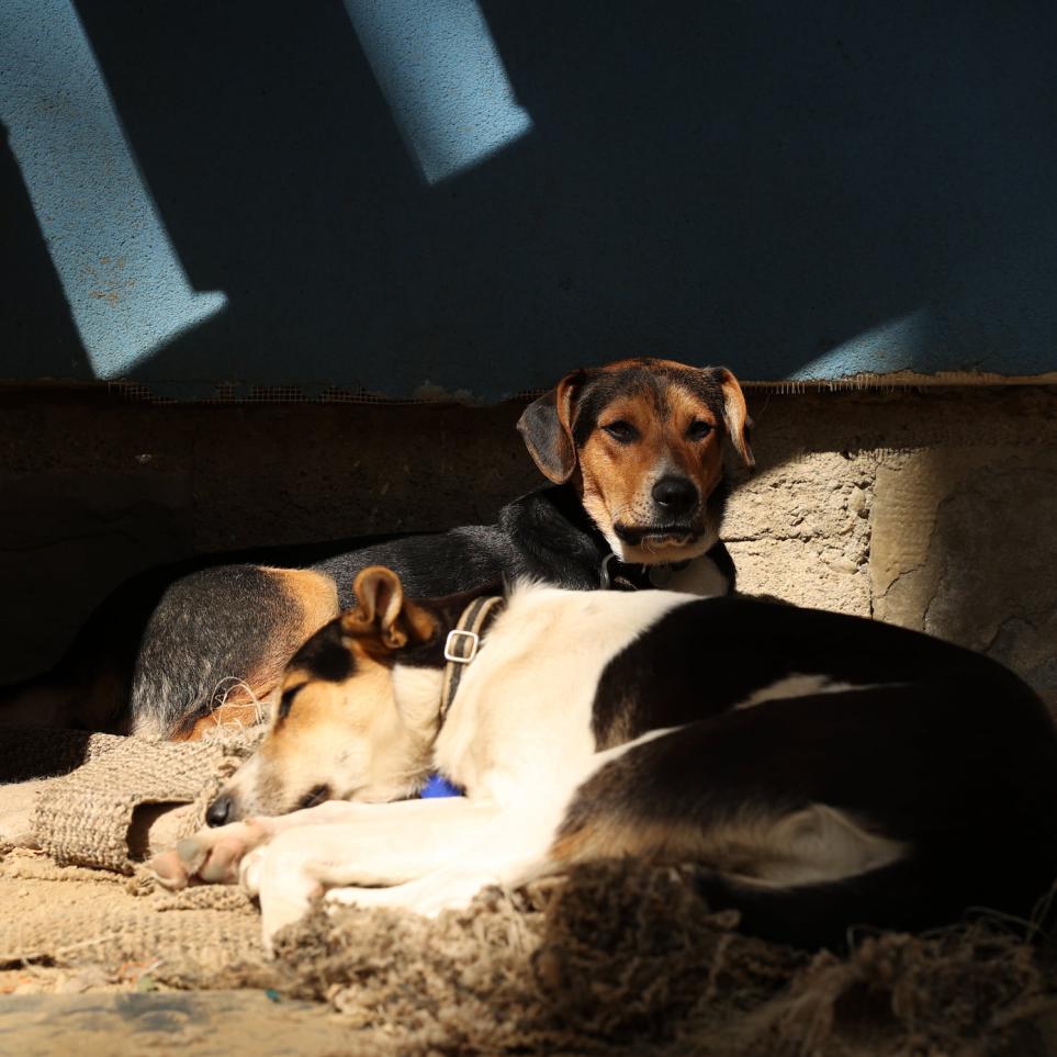 CLOUD7_ Zwei Hunde ruhen sich gemeinsam auf einem Teppich in einem Bereich aus, der teils von der Sonne beschienen, teils im Schatten liegt. Ein Hund liegt schlafend da, während der andere aufrecht sitzt und in die Kamera blickt. Die Szene wirkt gemütlich und friedlich.