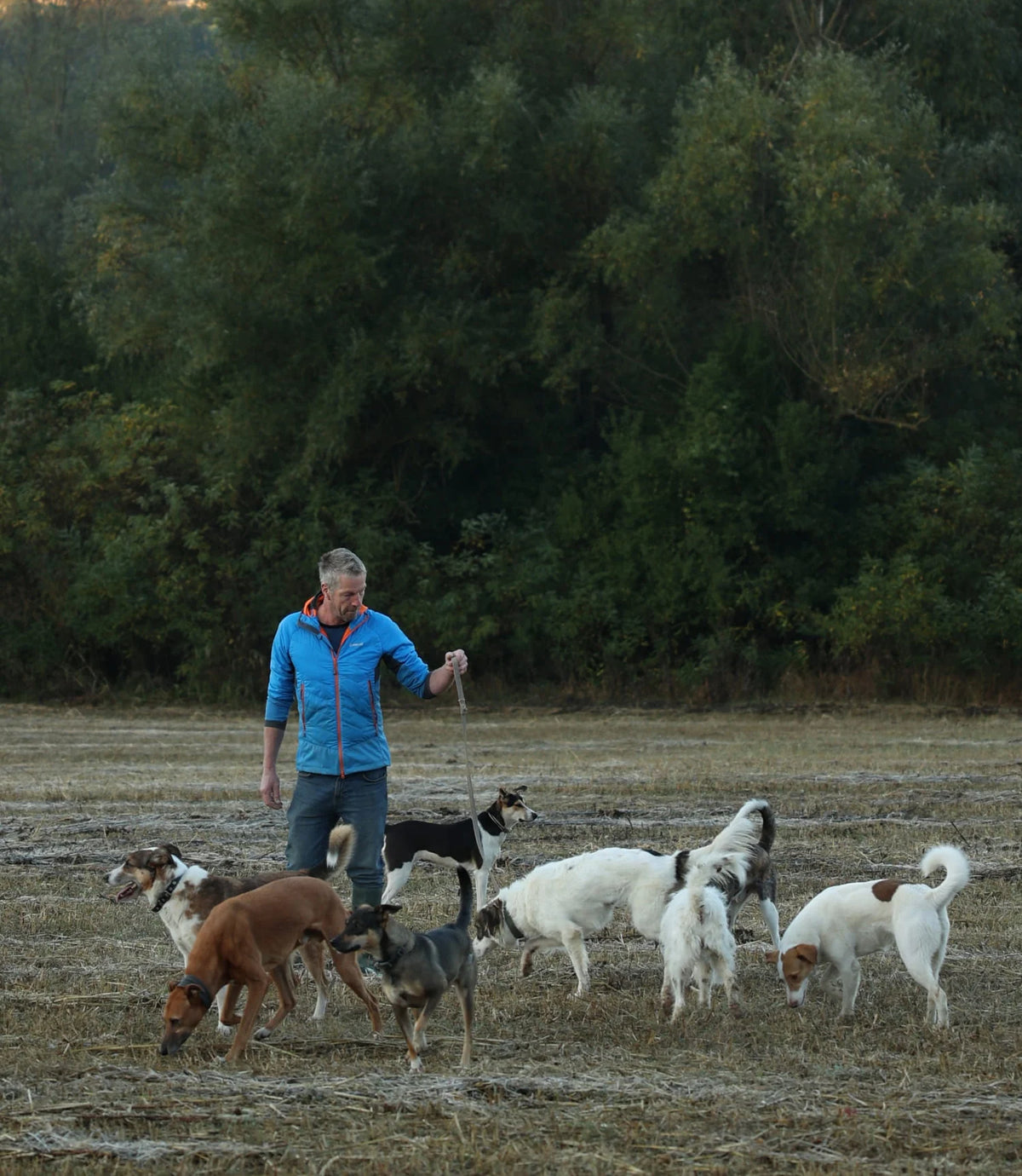 CLOUD7_ Eine Person in einer blauen Jacke steht in einem Feld und hält eine Leine in der Hand, umgeben von acht Hunden verschiedener Rassen und Farben, mit dichten grünen Bäumen im Hintergrund.