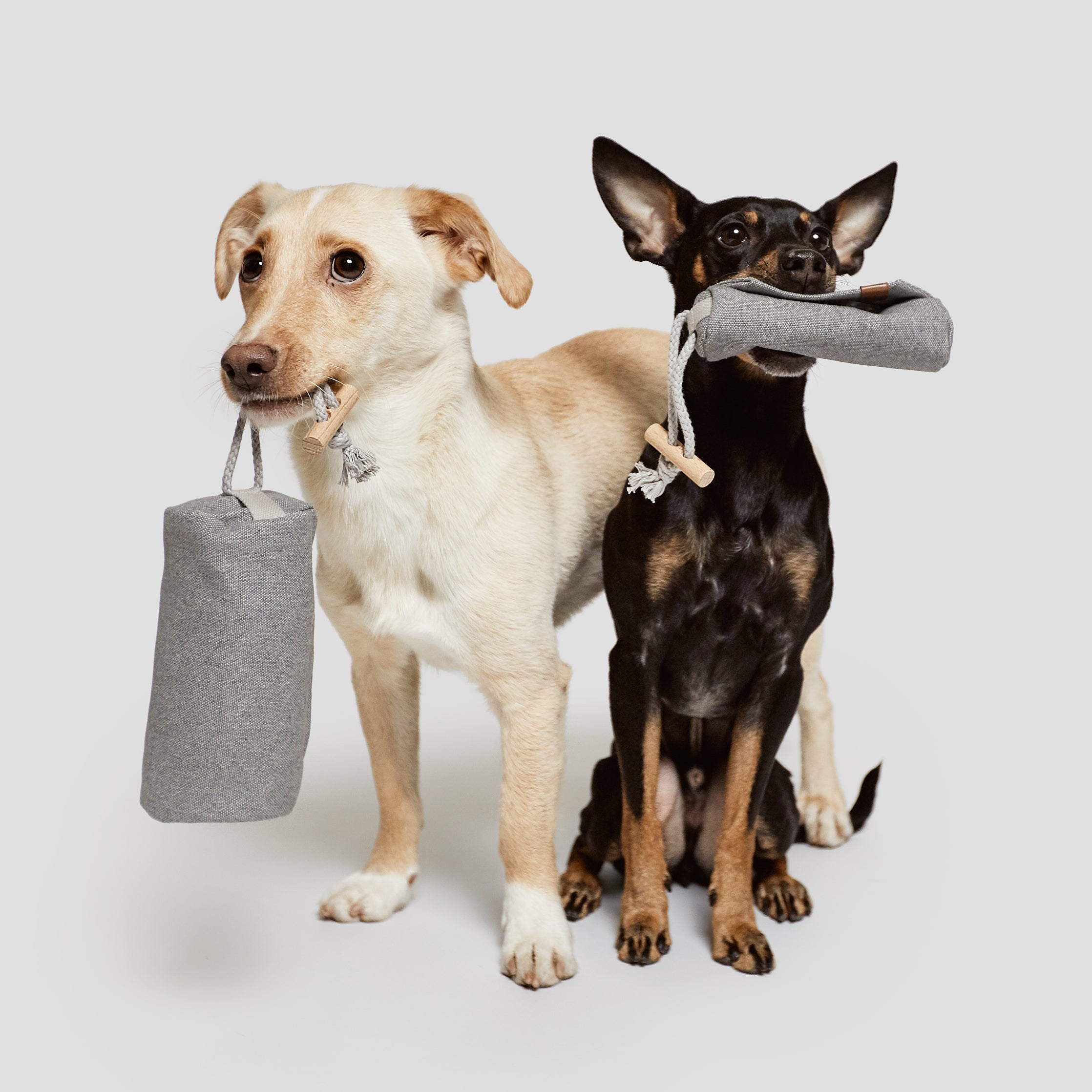CLOUD7_ Zwei Hunde, ein heller und ein schwarzer mit lohfarbenen Abzeichen, sitzen Seite an Seite vor einem einfarbigen Hintergrund. Jeder Hund hält ein Futter Dummy Heather Grey mit einem Seilgriff im Maul.