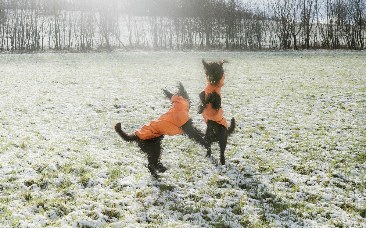 Dogs wearing orange rain coats playing on snowy lawn 