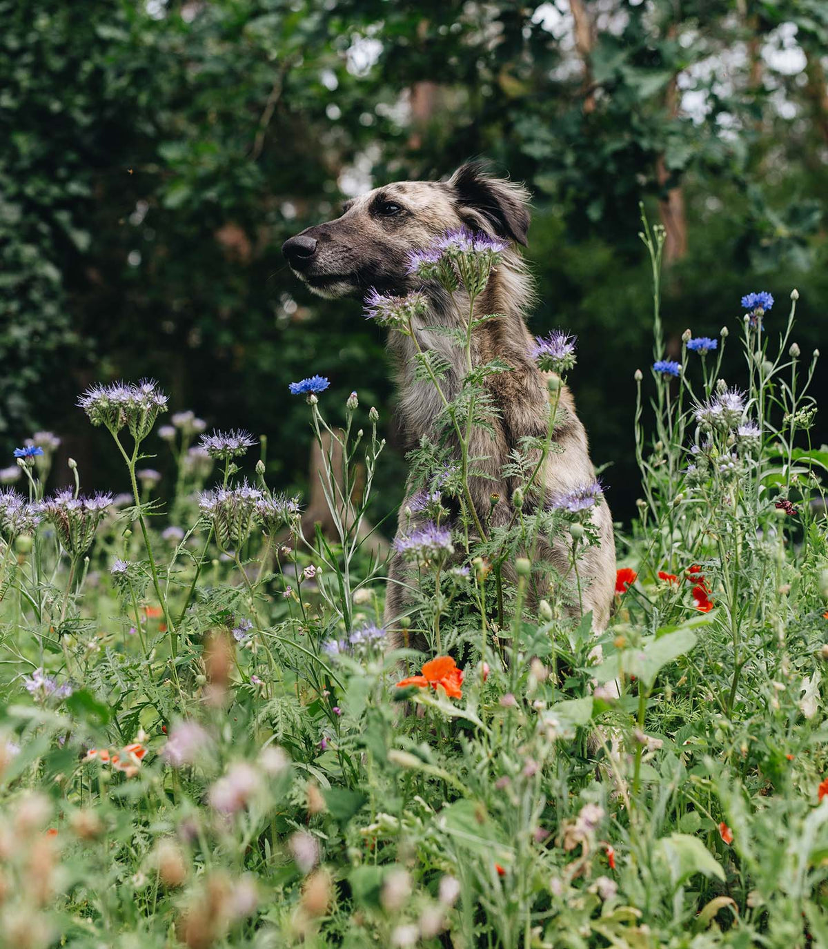 CLOUD7_ Ein brauner Hund sitzt inmitten hoher Wildblumen und grüner Pflanzen, umgeben von violetten und roten Blüten, in einer üppigen Naturkulisse.