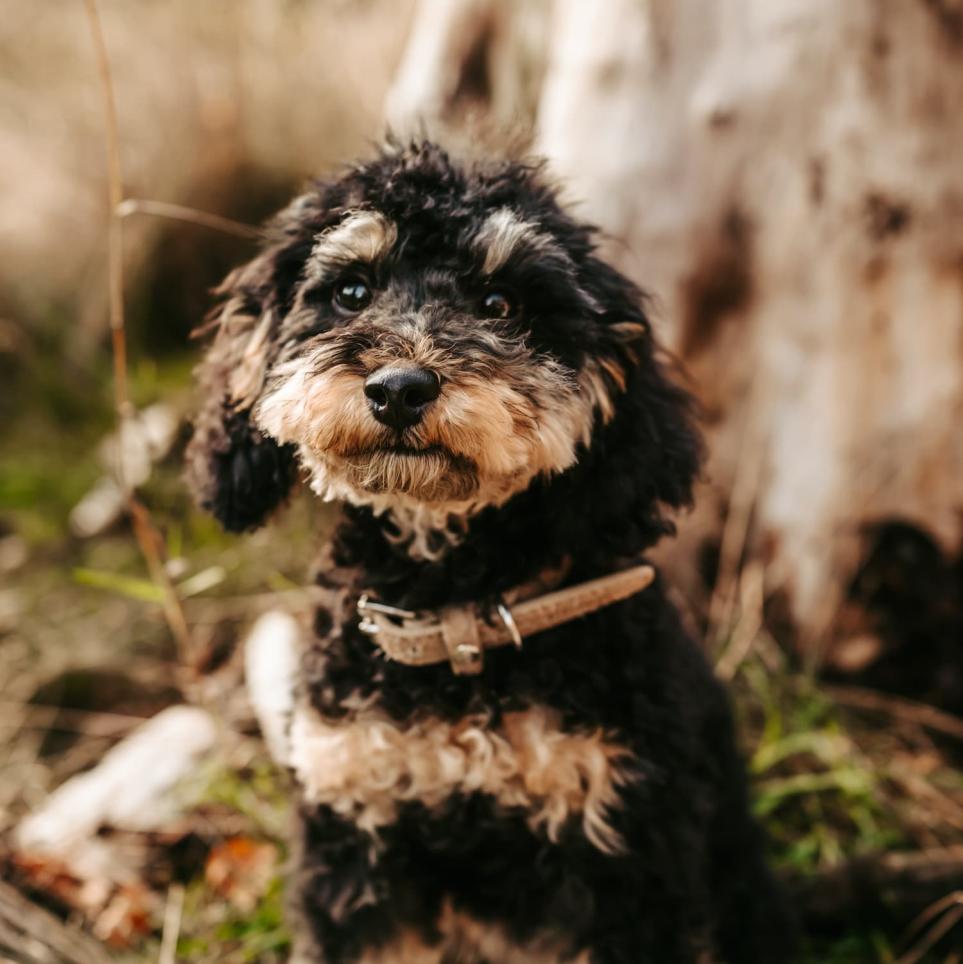 CLOUD7_ Ein kleiner, schwarz-brauner Hund mit lockigem Fell und einem Halsband sitzt draußen auf dem Rasen vor einem Baumstamm und schaut direkt in die Kamera.