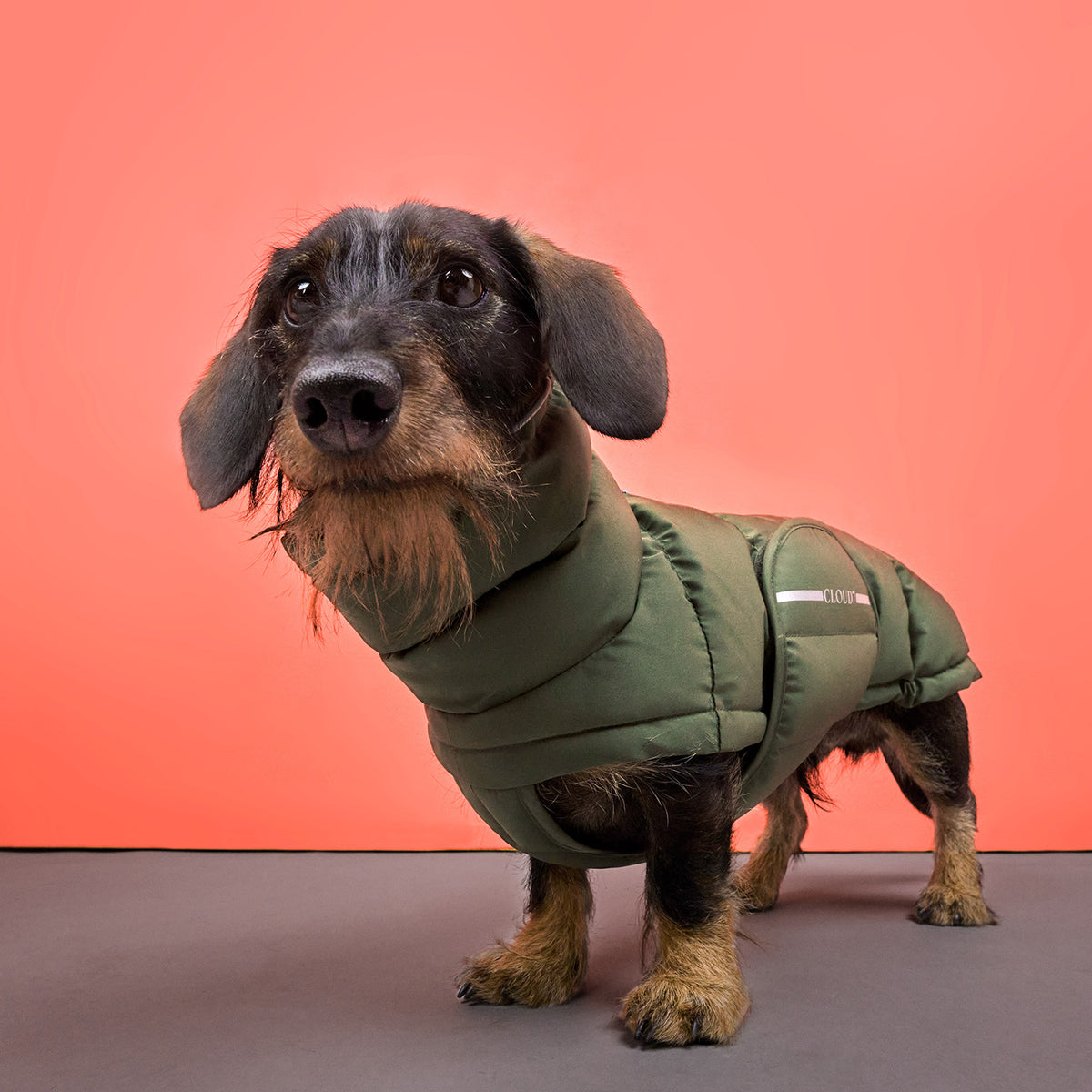 CLOUD7_ Ein kleiner, struppiger Hund trägt einen grünen, bauschigen Mantel und steht auf einem grauen Boden vor einem leuchtend korallenrosa Hintergrund, wobei er leicht nach oben blickt.
