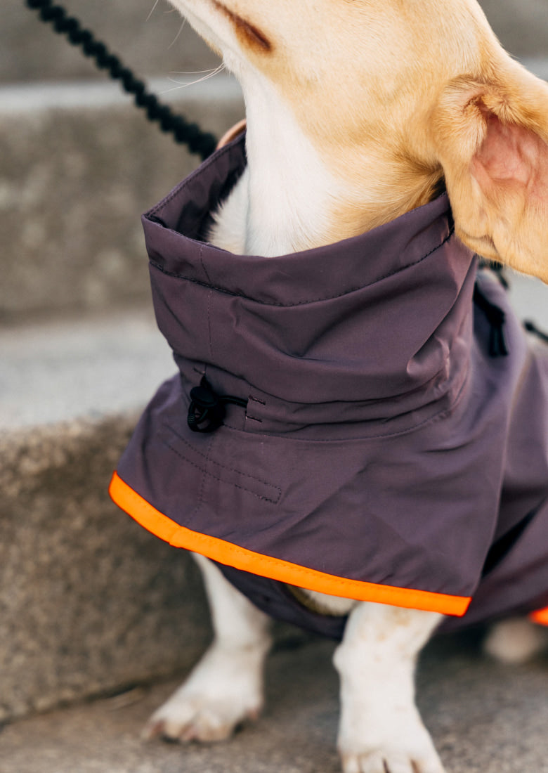 CLOUD7_ Ein kleiner Hund, der einen lila Mantel mit orangefarbenem Besatz trägt, sitzt auf einer Betonstufe, den Kopf nach oben gerichtet und die Ohren zur Seite gekippt.