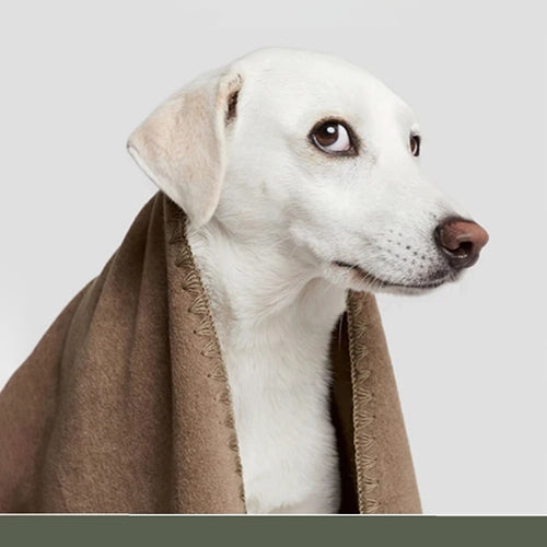 CLOUD7_ Ein weißer Hund mit hellbraunen Ohren blickt zur Seite, während er in eine braune Decke gehüllt ist, vor einem schlichten grauen Hintergrund.