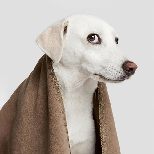 CLOUD7_ Ein weißer Hund mit hellbraunen Ohren blickt zur Seite, während er in eine braune Decke gehüllt ist; im Hintergrund ist ein schlichter hellgrauer Hintergrund zu sehen.