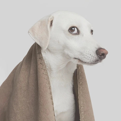 CLOUD7_ Ein weißer Hund mit hellbraunen Ohren blickt zur Seite; er ist in eine braune Decke gehüllt und steht vor einem schlichten, hellen Hintergrund.