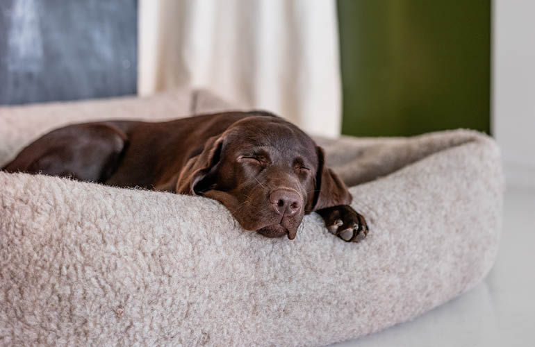 CLOUD7_ Ein schokoladenbrauner Labrador Retriever schläft friedlich auf einem weichen, beigen Hundebett, den Kopf an den Rand gelehnt, in einer gemütlichen Wohnumgebung.