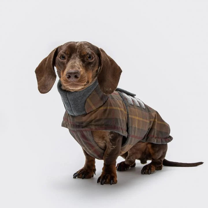 CLOUD7_ Ein brauner Dackel, der einen karierten Hundemantel mit grauem Halsband trägt, steht vor einem schlichten weißen Hintergrund.