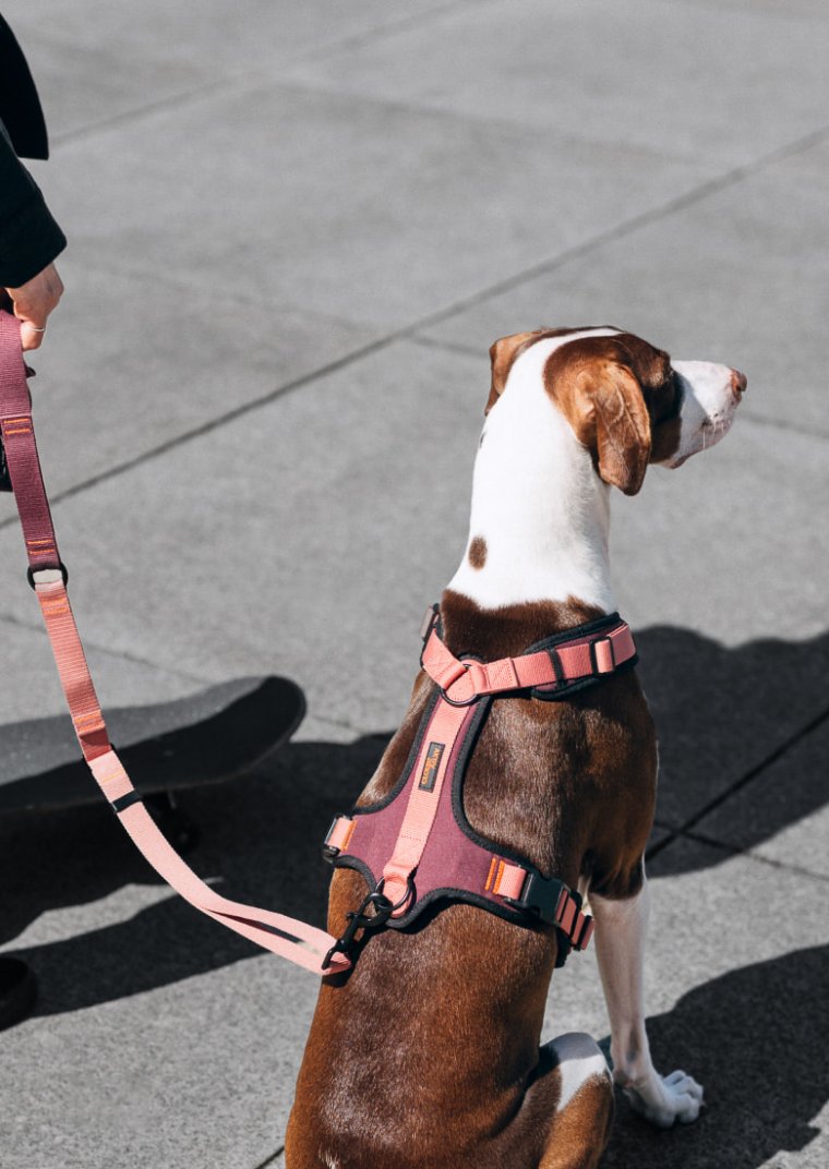 CLOUD7_ Ein braun-weißer Hund mit einem rosa Geschirr sitzt auf einem Bürgersteig. Jemand, der in der Nähe steht, hält die dazu passende rosa Leine in der Hand, und neben den Füßen der Person ist ein Skateboard zu sehen.