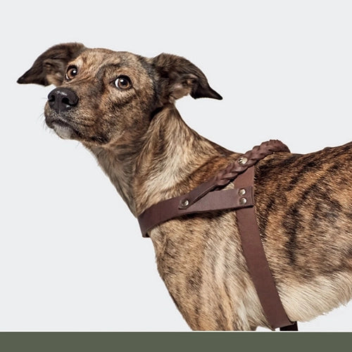 CLOUD7_ Ein gestromter Hund, der ein braunes Geschirr trägt und vor einem schlichten, hellen Hintergrund leicht über die Schulter blickt.