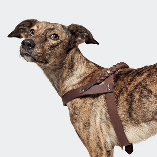 CLOUD7_ Ein braun-gestromter Hund mit aufrechten Ohren blickt zur Seite, während er ein braunes Geschirr trägt – vor einem schlichten, hellen Hintergrund.