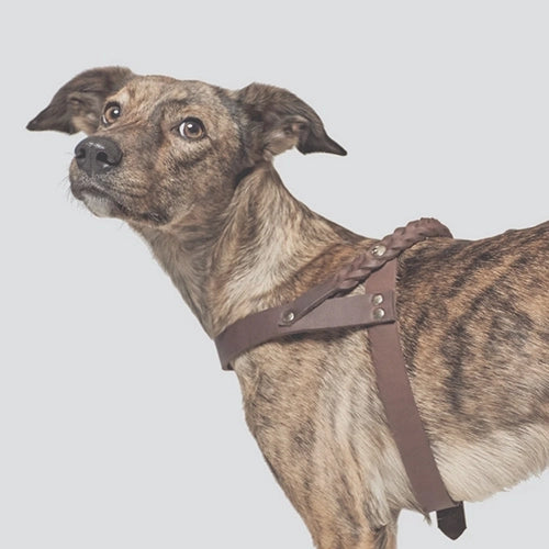 CLOUD7_ Ein gestromter Hund, der ein braunes Geschirr trägt, blickt vor einem schlichten, hellen Hintergrund über die Schulter.