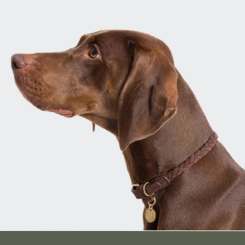 CLOUD7_ Profil eines braunen Hundes mit kurzem Fell, der ein geflochtenes braunes Halsband und eine goldene Marke trägt und vor einem schlichten hellgrauen Hintergrund nach links blickt.