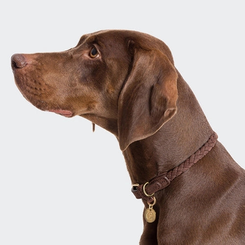 CLOUD7_ Ein brauner Hund mit kurzem Fell und Hängeohren trägt ein geflochtenes Lederhalsband mit einer goldenen Marke; er ist im Profil vor einem hellgrauen Hintergrund abgebildet.