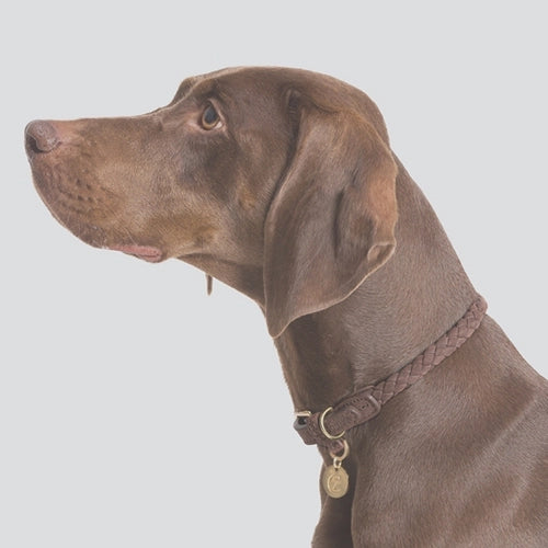 CLOUD7_ Ein brauner Hund mit kurzem Fell, der ein geflochtenes Halsband mit einer runden Marke trägt, ist im Profil vor einem schlichten hellgrauen Hintergrund abgebildet.