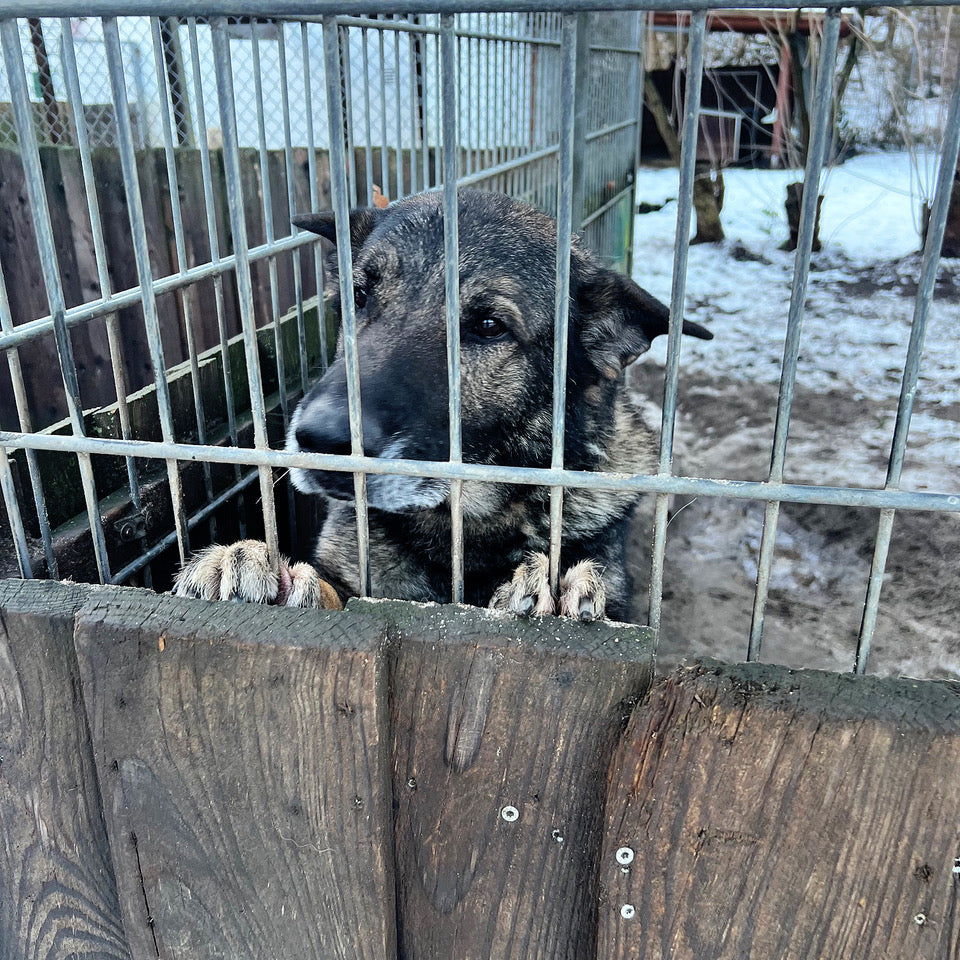 CLOUD7_ Ein großer, dunkel gefärbter Hund steht hinter einem Zaun aus Holz und Metall auf den Hinterbeinen und schaut hinaus. Auf dem Boden außerhalb des Geheges sind Schnee und Schmutz zu sehen, im Hintergrund sind Bäume und ein Schuppen zu erkennen.