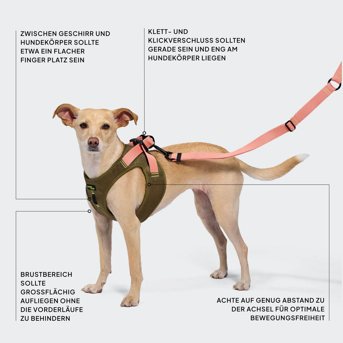 CLOUD7_ Ein hellbrauner Hund trägt ein grün-rosa Geschirr, an dem Etiketten angebracht sind, die auf wichtige Passformmerkmale hinweisen: Brustumfang, Platz unter den Achseln, Festigkeit der Gurte und Spielraum zwischen Geschirr und Körper für mehr Komfort.