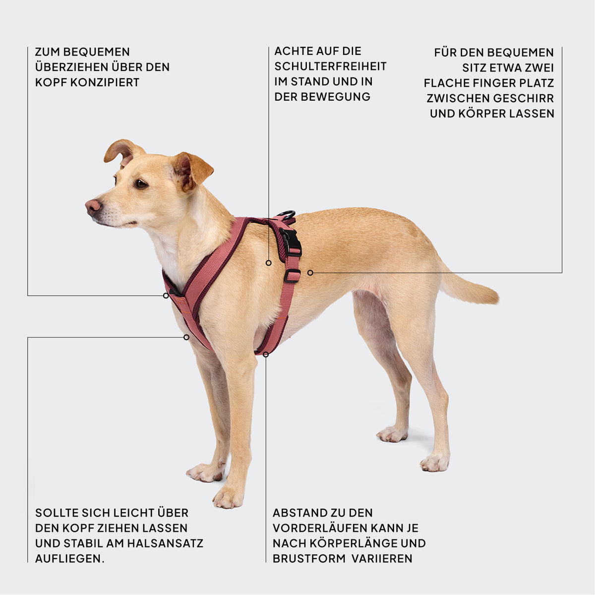 CLOUD7_ Ein hellbrauner Hund trägt ein rosa Geschirr. Der deutsche Text beschreibt Passform und Tragekomfort und hebt dabei die Kopffreiheit, die Bewegungsfreiheit der Schultern, die Sitzposition am Hals, die Passform im Brustbereich sowie den Bewegungsraum für den Körper hervor, die für eine optimale Nutzung des Geschirrs entscheidend sind.