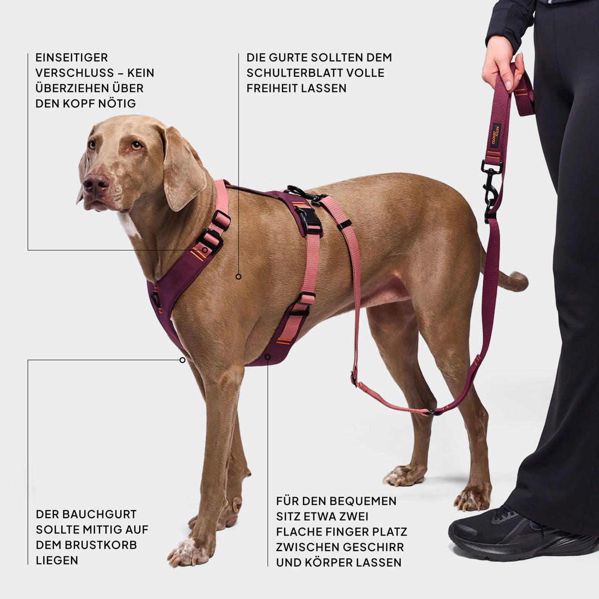 CLOUD7_ Eine Person hält eine Leine in der Hand, an der ein brauner Hund befestigt ist, der ein weinrotes Geschirr trägt. Ein deutscher Text mit Pfeilen verweist auf die Merkmale des Geschirrs: Verschluss, Position des Bauchgurts, Komfort an den Schultern und Leinenbefestigung.