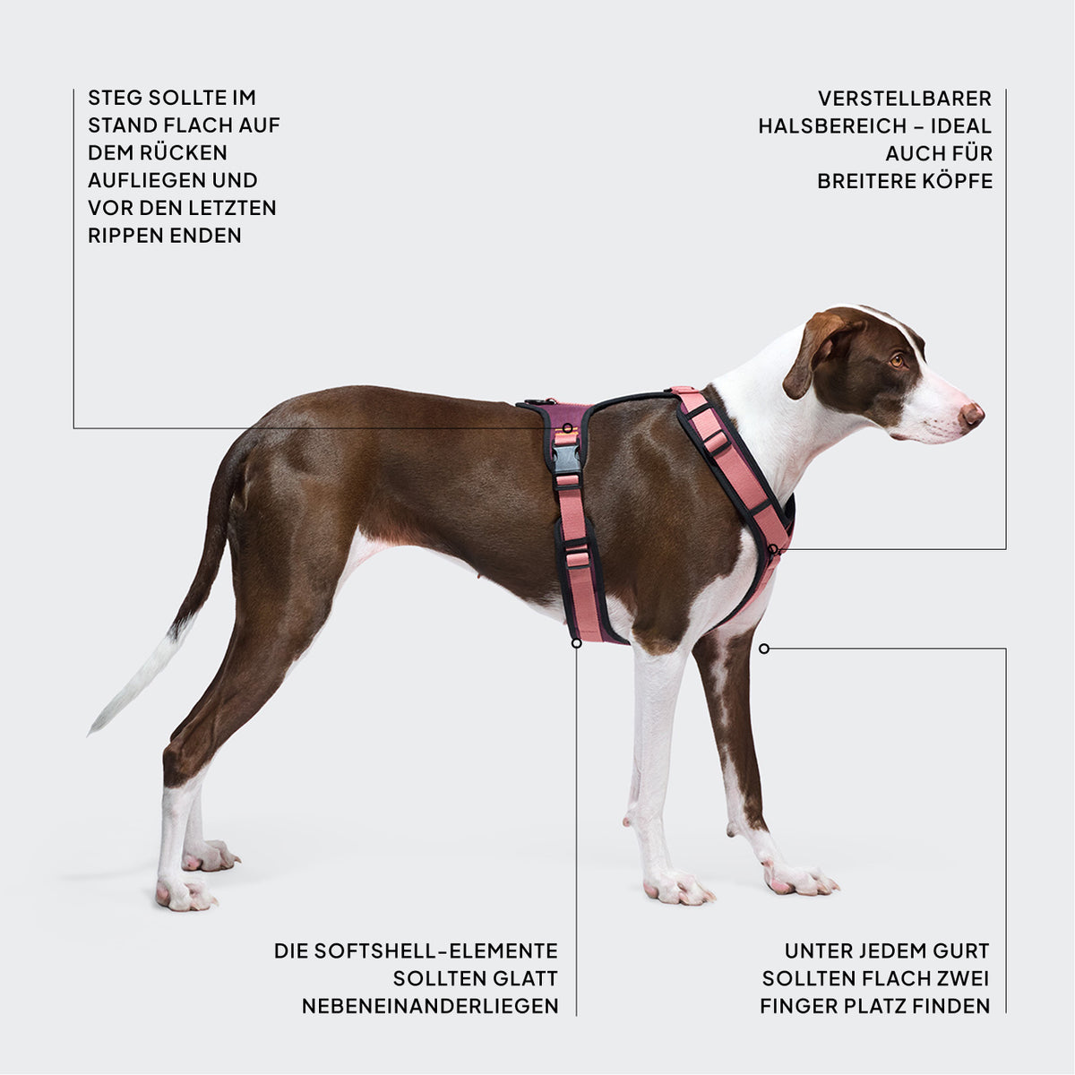 CLOUD7_ Ein braun-weißer Hund trägt ein rosa Geschirr. Linien und deutsche Beschriftungen heben die Merkmale des Geschirrs hervor, darunter Passform, verstellbare Bereiche und die richtige Position der Gurte.