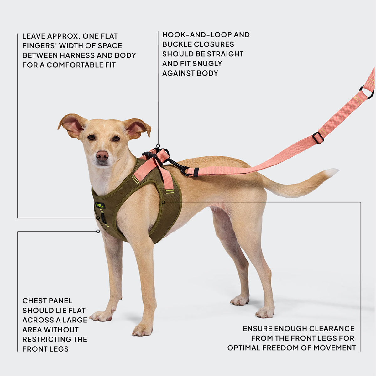 CLOUD7_ Ein hellbrauner Hund trägt ein grünes Geschirr mit einer rosa Leine. In der Textanleitung wird erläutert, wie das Geschirr richtig um die Brust angelegt wird, wie die Schnallen zu schließen sind und wie viel Platz zwischen den Beinen und dem Geschirr sein sollte, um Komfort und Bewegungsfreiheit zu gewährleisten.
