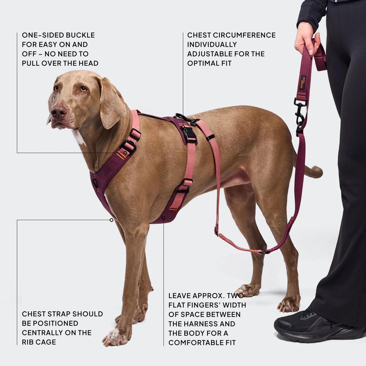 CLOUD7_ Ein brauner Hund, der ein weinrotes Geschirr trägt, auf dessen Etiketten folgende Merkmale angegeben sind: einseitige Schnalle, verstellbarer Brustumfang, Brustgurt am Brustkorb sowie der Hinweis, für mehr Komfort zwei flache Fingerbreiten Spielraum zu lassen. Eine Person hält die Leine.