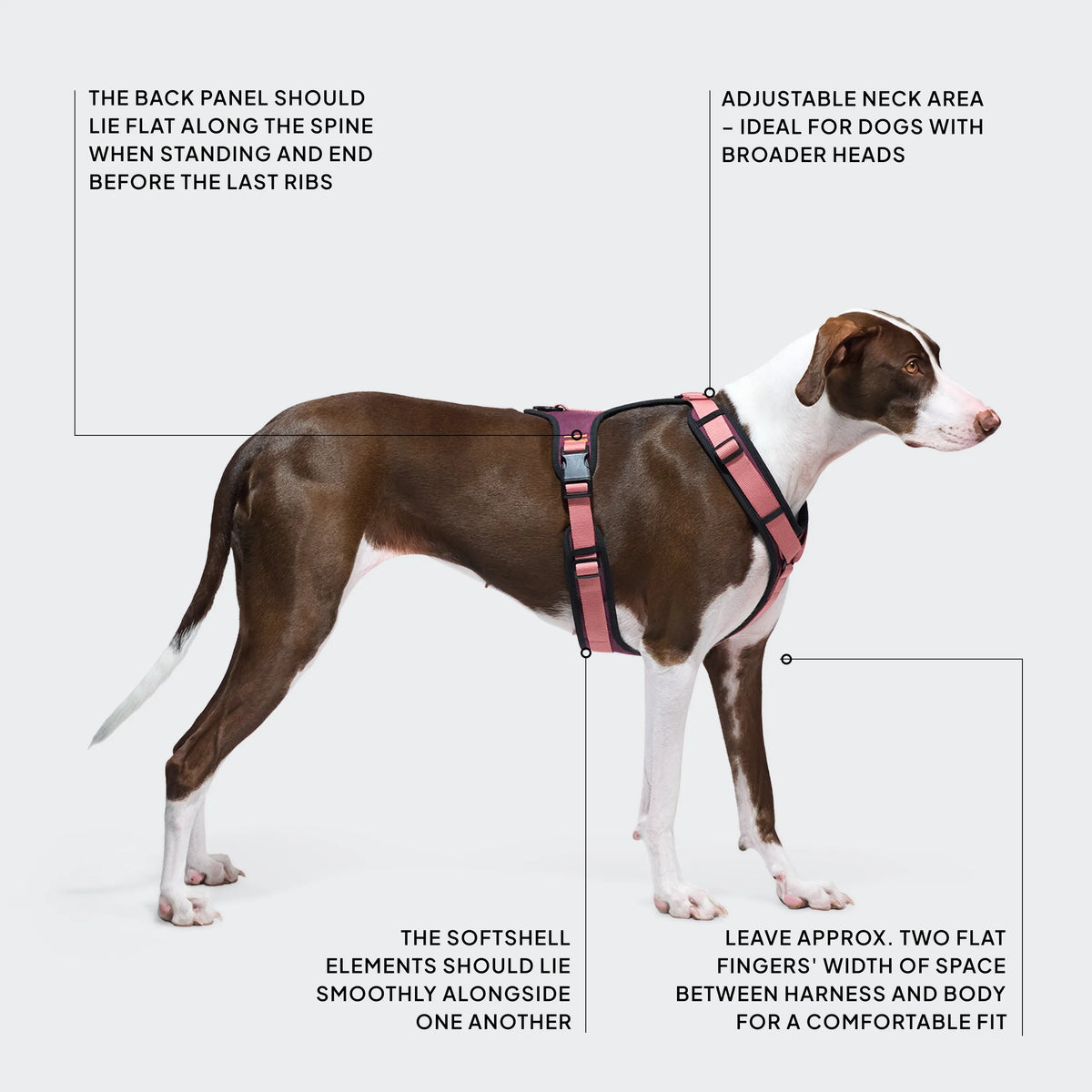 CLOUD7_ Ein braun-weißer Hund trägt ein rosa Geschirr. Im Text werden das flache Rückenteil, der verstellbare Halsbereich, die glatten Softshell-Einsätze sowie der Abstand zwischen Geschirr und Körper für einen bequemen Sitz hervorgehoben.