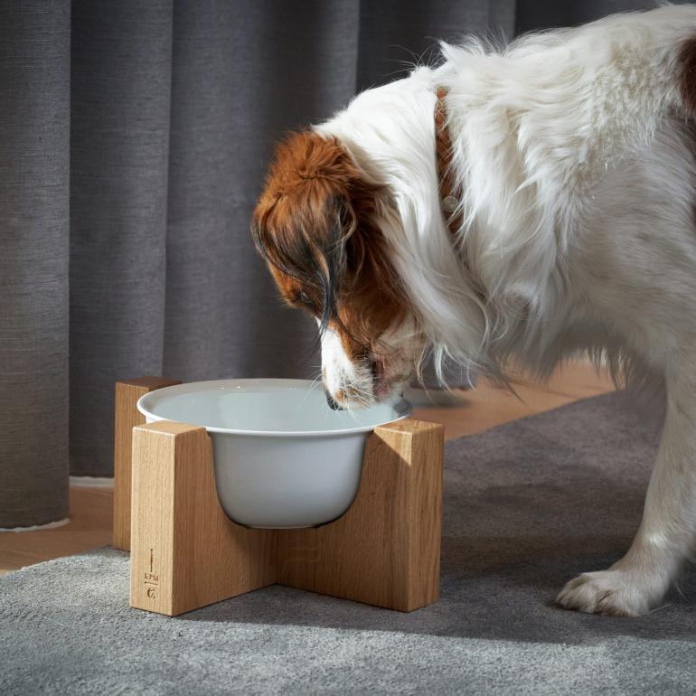 CLOUD7_ Ein braun-weißer Hund trinkt Wasser aus einem weißen Napf, der auf einem Holzständer auf einem grauen Teppich steht, im Hintergrund sind graue Vorhänge zu sehen.