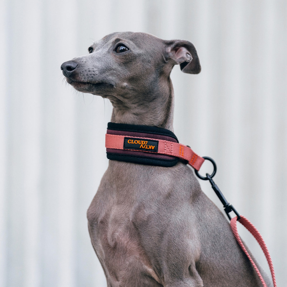 CLOUD7_ Ein grauer italienischer Windhund, der ein schwarz-orangefarbenes Cloud7-Halsband und eine dazu passende Leine trägt, steht vor einem hellen, unscharfen Hintergrund und blickt leicht nach oben.