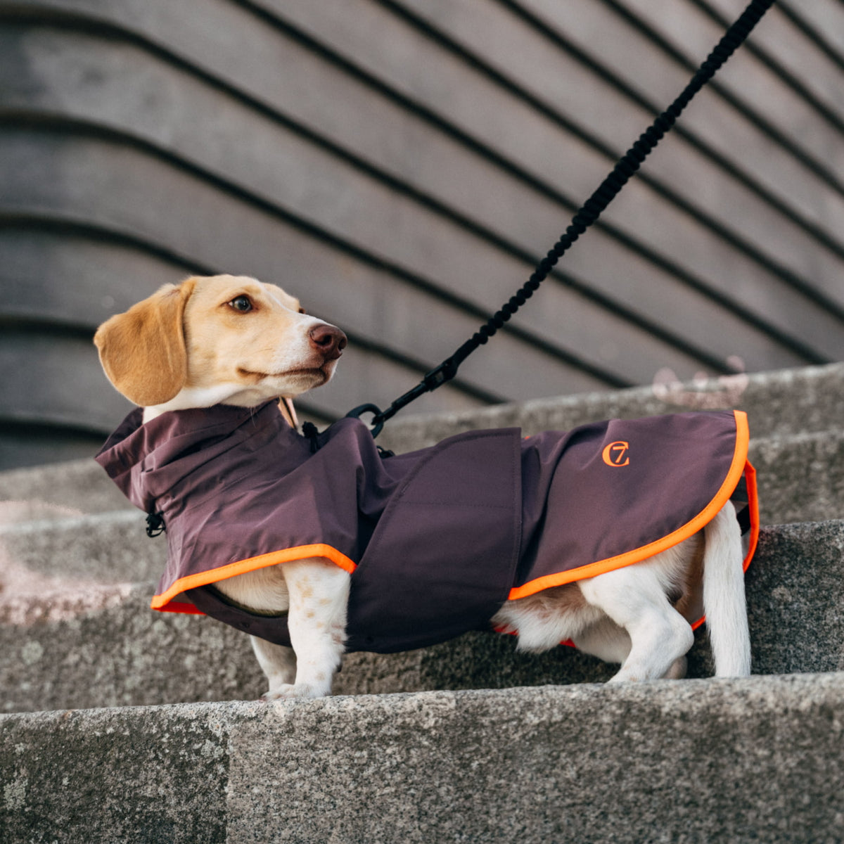 CLOUD7_ Ein Beagle, der einen grauen Regenmantel mit orangefarbenen Besätzen trägt, steht auf einer Steintreppe, blickt zur Seite und ist an einer schwarzen Leine befestigt.