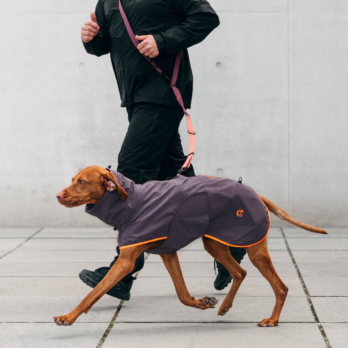 CLOUD7_ Eine Person in schwarzer Kleidung führt einen braunen Hund an der Leine, der ein lila-orangefarbenes Fell trägt. Im Hintergrund sind eine schlichte, helle Wand und ein gepflasterter Boden zu sehen.