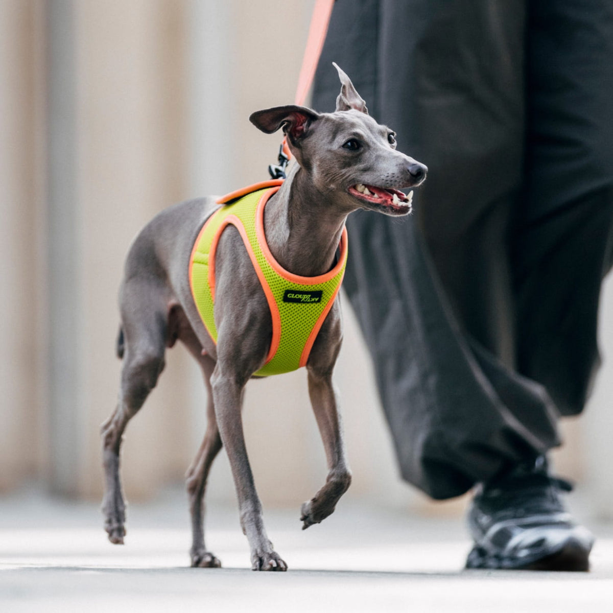 CLOUD7_ Ein kleiner, grauer Hund, der ein leuchtend gelbes Geschirr trägt, läuft neben einer Person in dunkler Hose und schwarzen Schuhen auf einem Bürgersteig.
