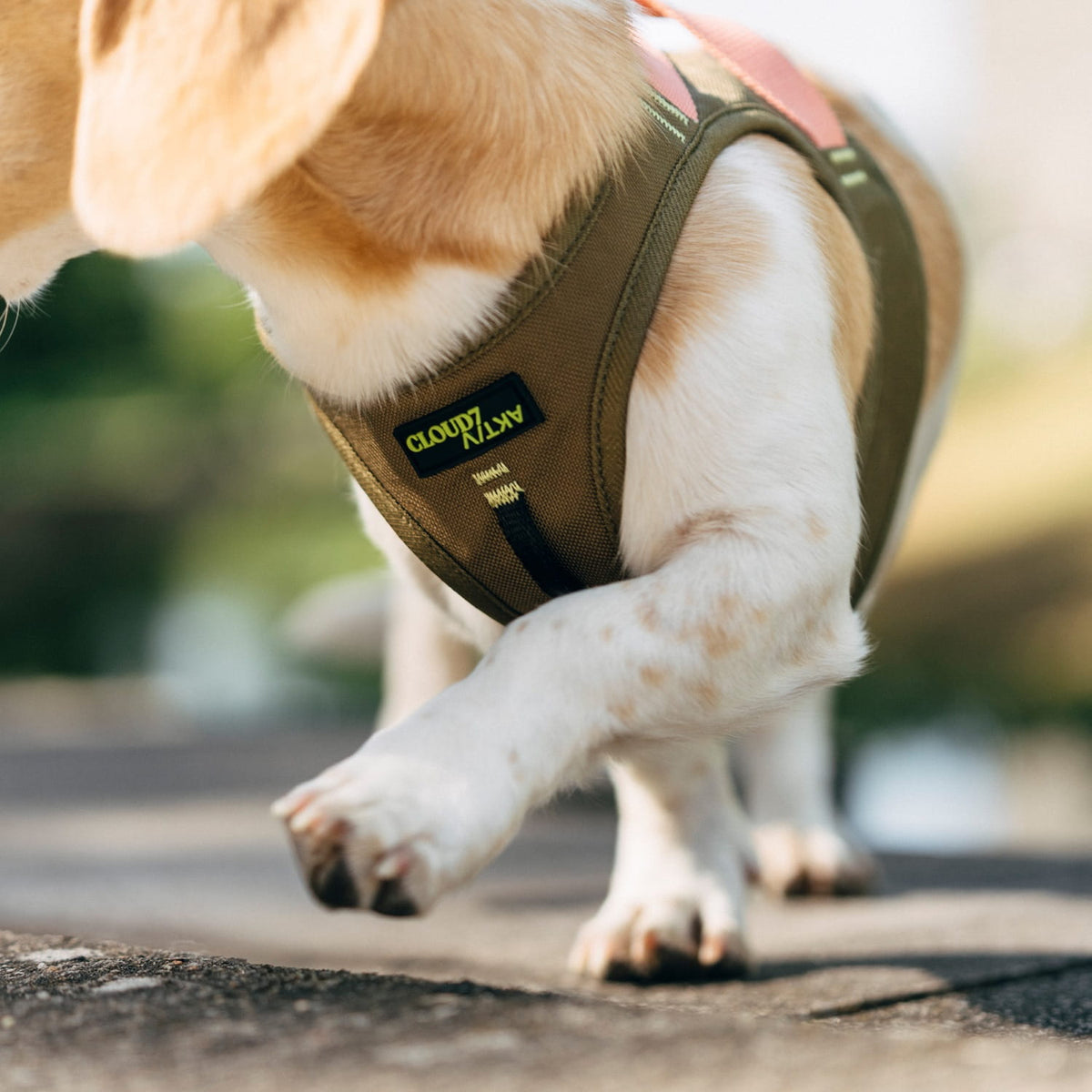CLOUD7_ Ein kleiner Hund, der ein grünes Geschirr mit einem gelben Etikett trägt, läuft auf einer sonnenbeschienenen Fläche, den Kopf abgewandt und eine Pfote mitten im Schritt erhoben.