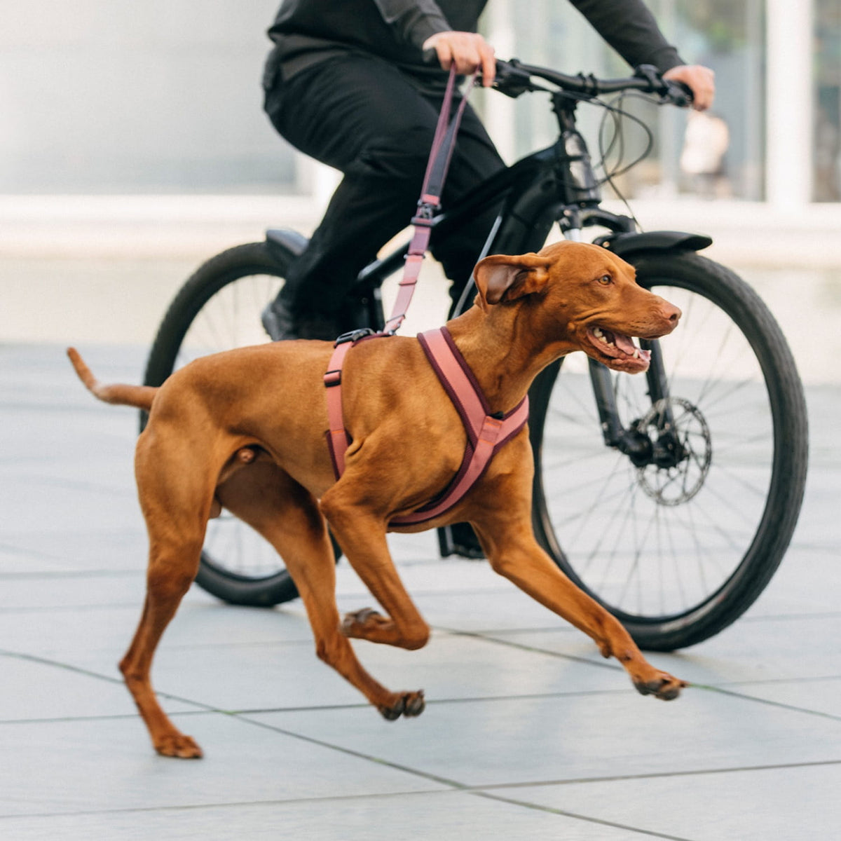 CLOUD7_ Ein brauner Hund, der ein rosa Geschirr trägt, läuft fröhlich neben einer Person her, die Fahrrad fährt, und ist dabei mit einer Freihand-Leine an ihr befestigt; die Strecke verläuft auf einem gepflasterten Untergrund.