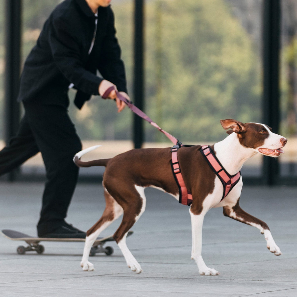 CLOUD7_ Eine Person in schwarzer Kleidung fährt auf einem Skateboard und hält dabei eine Leine fest, an der ein braun-weißer Hund mit einem rosa Geschirr befestigt ist. Der Hund läuft draußen auf einem gepflasterten Untergrund zügig vorwärts.