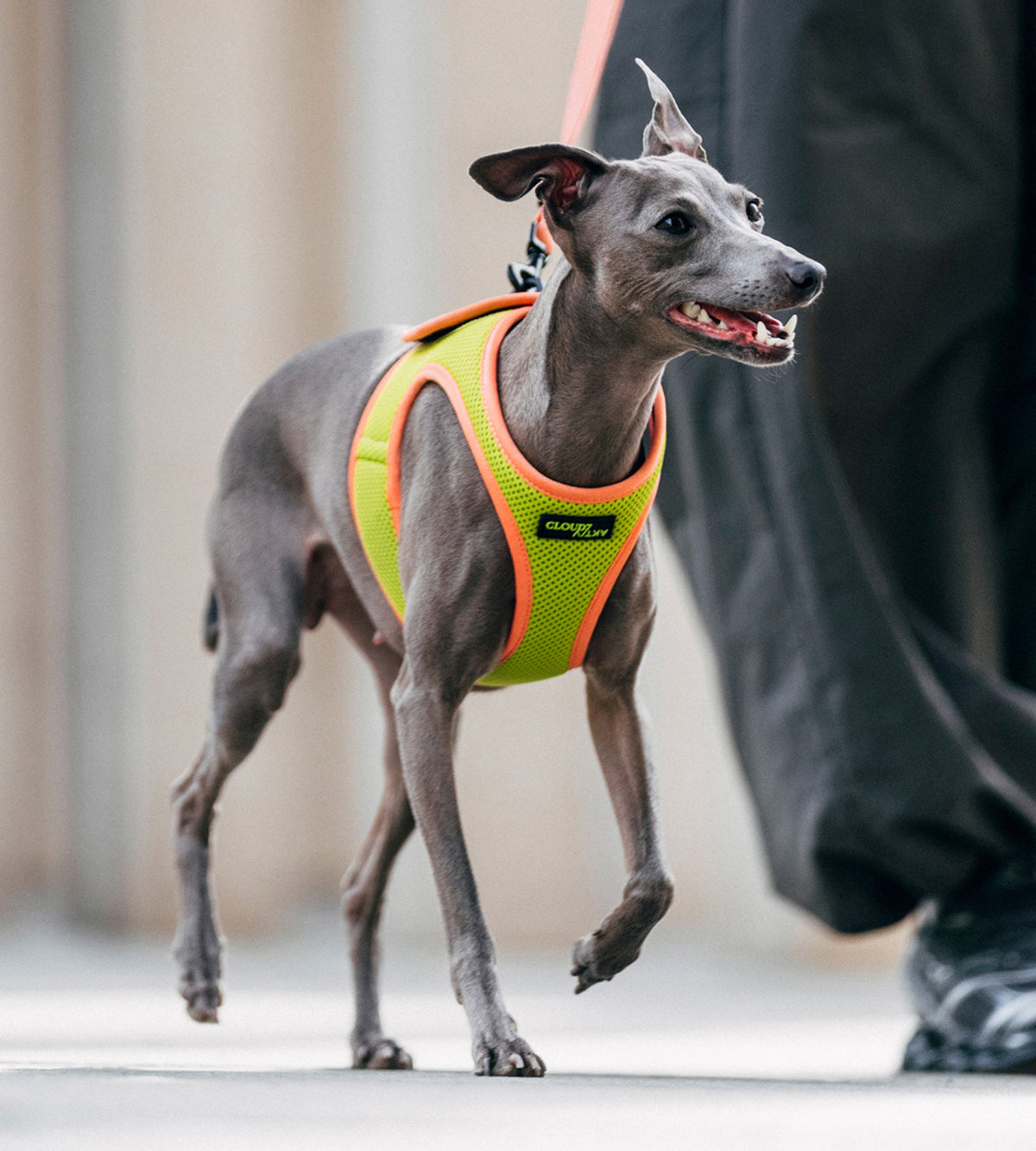 CLOUD7_ Ein kleiner grauer Hund, der ein leuchtend gelbes Geschirr trägt, läuft an der Leine neben einer Person, die eine schwarze Hose trägt.