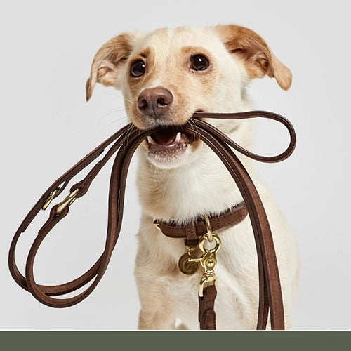 CLOUD7_ Ein hellbrauner Hund, der eine braune Lederleine im Maul hält und nach vorne schaut. Der Hund trägt ein passendes Halsband mit Anhängern. Der Hintergrund ist einfarbig und hell.