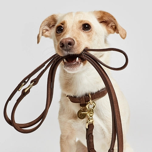 CLOUD7_ Ein hellbrauner Hund hält eine braune Lederleine im Maul und blickt mit gespitzten Ohren nach oben. Der Hund trägt ein passendes Halsband und Anhänger und steht vor einem schlichten, hellen Hintergrund.