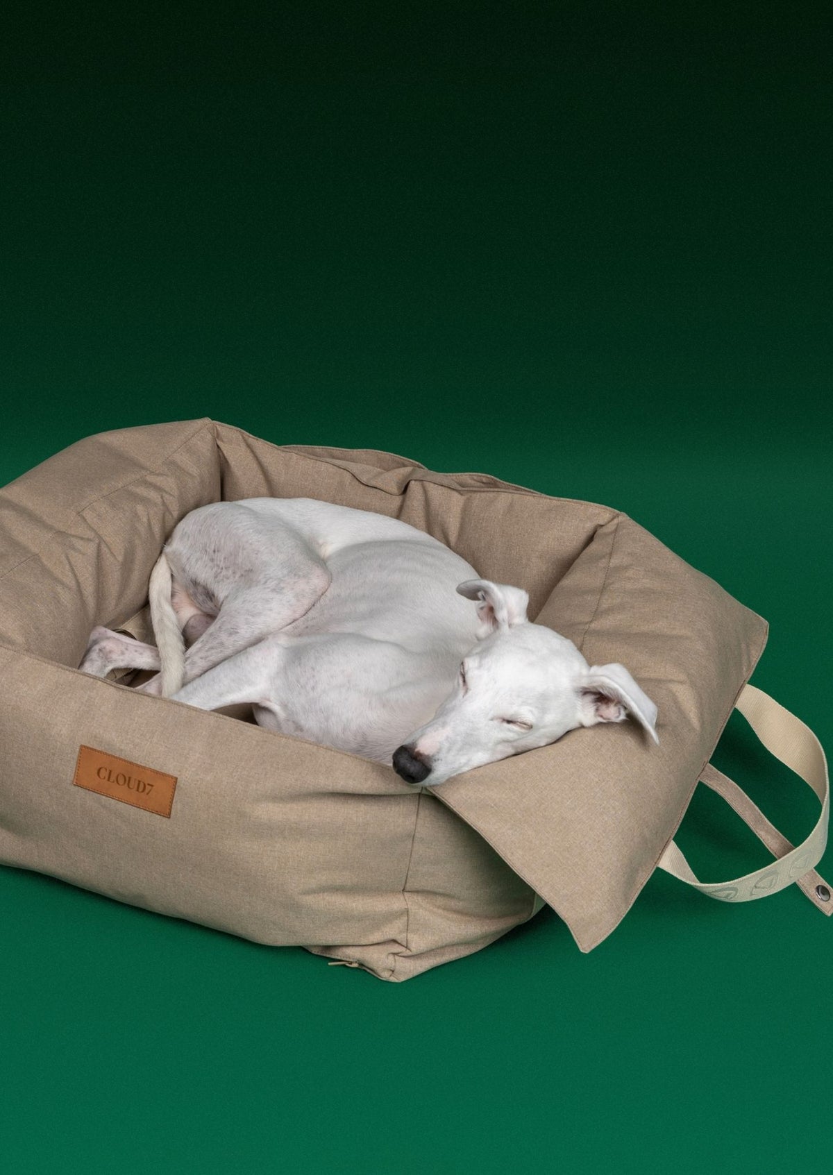 CLOUD7_ Ein weißer Hund mit kurzem Fell hat sich auf einem hellbraunen Kissenbett mit der Aufschrift „CLOUD 7“ zusammengerollt und schläft darauf; das Kissenbett ist vor einem einfarbigen grünen Hintergrund zu sehen.