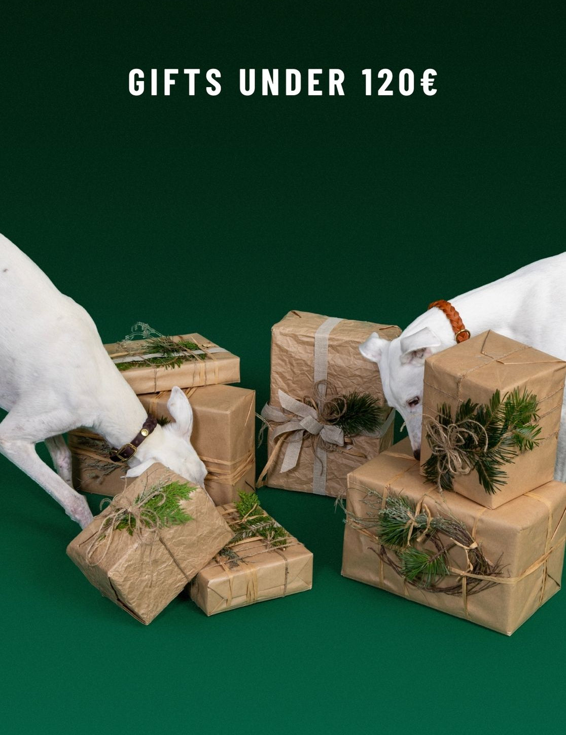 CLOUD7_ Zwei weiße Hunde schnüffeln an braunen Geschenkboxen aus Papier, die mit Grünpflanzen und Schnur verziert sind und vor einem dunkelgrünen Hintergrund stehen. Der Text darüber lautet: „GESCHENKE UNTER 120 €“.
