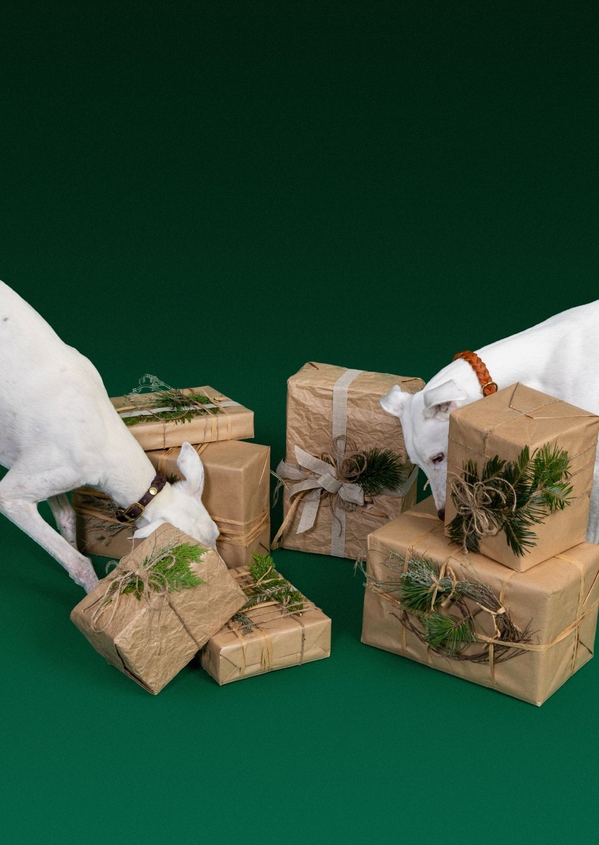 CLOUD7_ Vor einem dunkelgrünen Hintergrund schnüffeln zwei weiße Hunde an ordentlich verpackten Geschenkboxen aus braunem Papier, die mit Schnur und Grünzweigen verziert sind.
